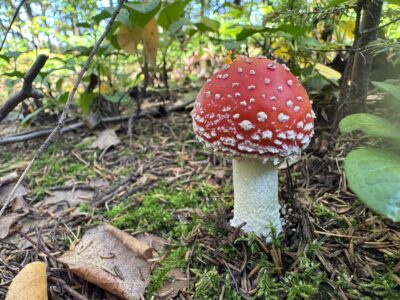 北海道のきのこのアイキャッチ画像